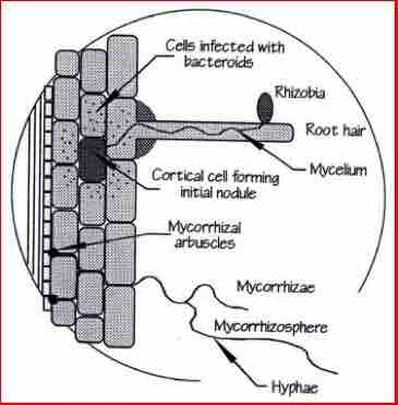 mineral content of shoots, Waternet UK